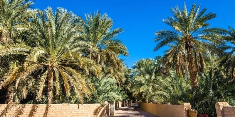 Royal Jordanian Al Ain Office in United Arab Emirates