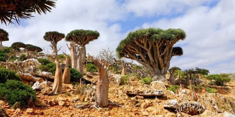 Yemenia Airways Socotra Office in Yemen